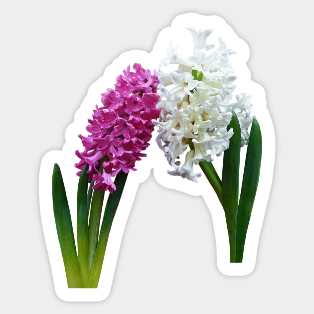 Hyacinths - Hyacinths In Love Sticker by SusanSavad